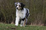 BERGER AUSTRALIEN PUPPIES 403